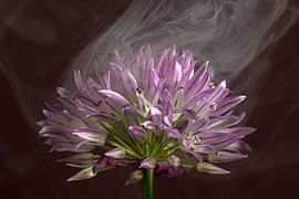 Elegant and ephemeral: Elegant chives with a fleeting hint of smoke by Marjolijn van den Berg