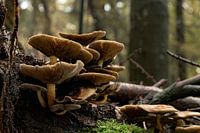 Belle scène d'automne : champignons sur branches tombées