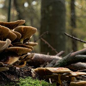 Schöne Herbstszene: Pilze auf gefallenen Ästen von Natasja De lannooy