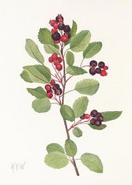 Saskatoon From North American Wildflowers (1925) Par Mary Vaux Walcott sur Pictufy