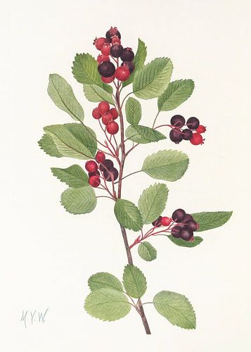 Saskatoon van Noord-Amerikaanse wilde bloemen (1925) Door Mary Vaux Walcott
