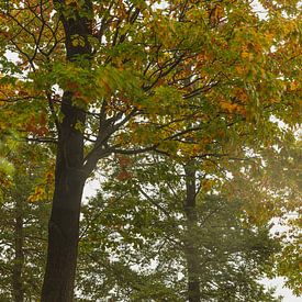 Herfstlandschap van Ton Gorter