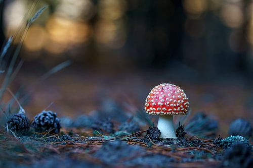 Fly agaric on the Veluwe