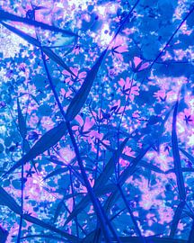 Sprookjesbos van Maarten Trybou