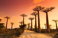 Allée des baobabs Madagaskar van Dennis van de Water thumbnail