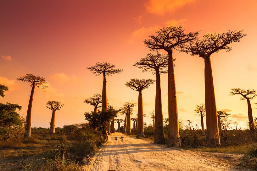 Allée des baobabs Madagaskar van Dennis van de Water