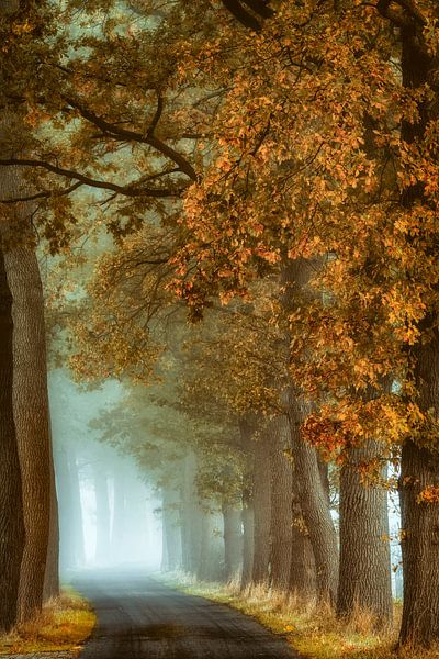 Autumn light by Lars van de Goor
