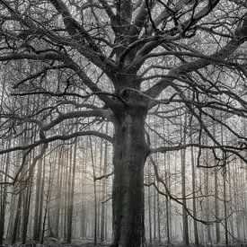 Baum im Park Hoge Veluwe von Hans Lubout