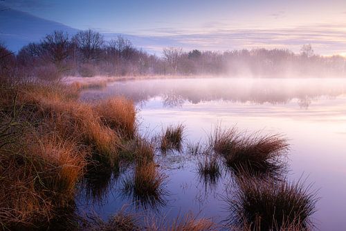 Brume matinale sur un petit lac dans les bois sur Wilko Visscher