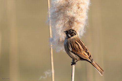 Reed bunting