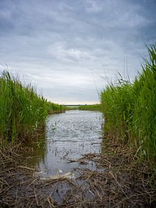 Halbinsel Darß - Blick auf den Bodden