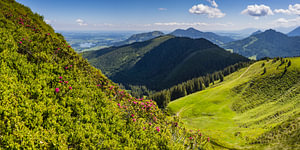 Alpenrosen