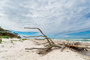 Der Weststrand mit Baumstamm auf dem Fischland-Darß