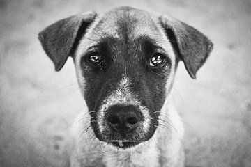 Puppy op een strand in Indonesië. van Erik Juffermans