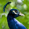 Blauwe pauw (Pavo cristatus)  van Tamara Witjes