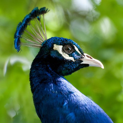 Blue peafowl (Pavo cristatus)