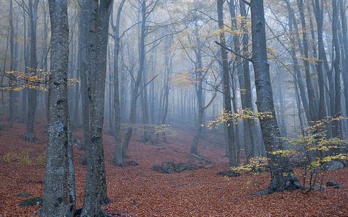 À la découverte des bois brumeux du parc naturel du Montseny, dans une ambiance paisible