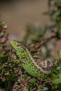 Zandhagedis