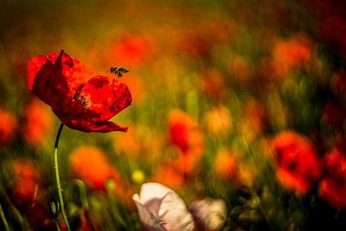 Mohn in Wiese