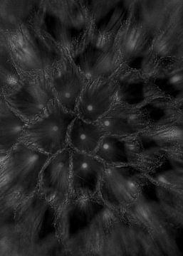 Pusteblumen-Scheinwerfer von Lynlabiephotography