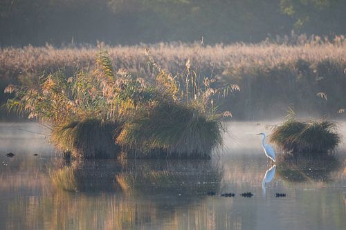 De grote zilverreiger in de vroege ochtend