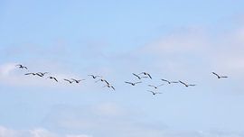 The North Holland landscape is a world full of nature and history