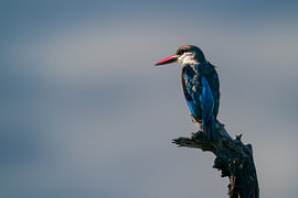 Grey-headed Kingfisher Perched on a Weathered Wooden Branch by Johannes Jongsma
