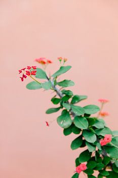 Colourful Botanical Tropical Flower Branch