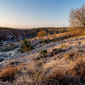 Heather in early spring by Eline Jonkers