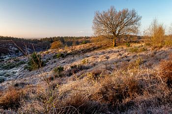 Heidekraut im Vorfrühling