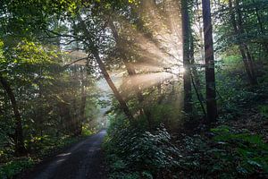 Lichtstimmung im dunklen Wald