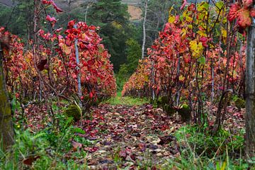 Pinot noir wijngaarden van de Champagnestreek tijdens de herfst - felrood gekleurde bladeren aan de wijnranken. Wijnstreek Champagne in Frankrijk. van Studio LE-gals