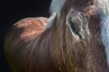 Close-up van een paard van Elianne van Turennout
