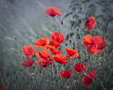 Champ de coquelicots par Christl Deckx Aperçu