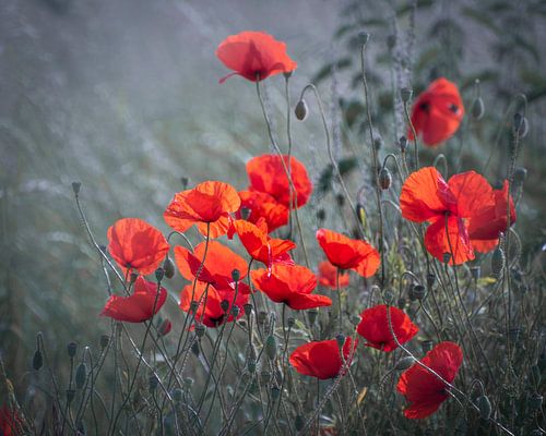 Poppy-field