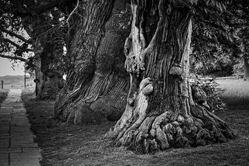 1000 jaar oude bomen @ Herstmonceux Castle van Rob Boon