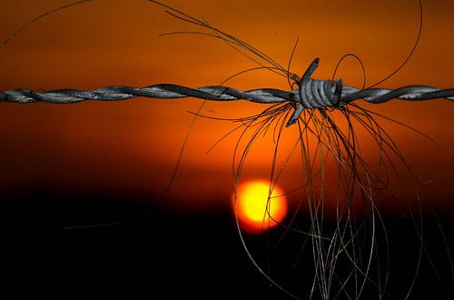 Hair at sunset sur Cor de Keijzer