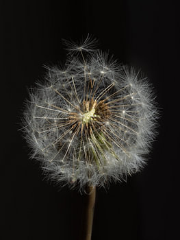 Een pluizenbloem in lowkey