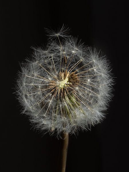A fluffy flower in lowkey by Jefra Creations