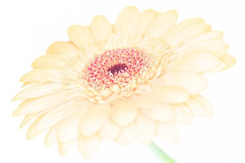 "High key" flower color 1