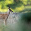 Elegante Ree in Rustige Natuur van Gianni Argese