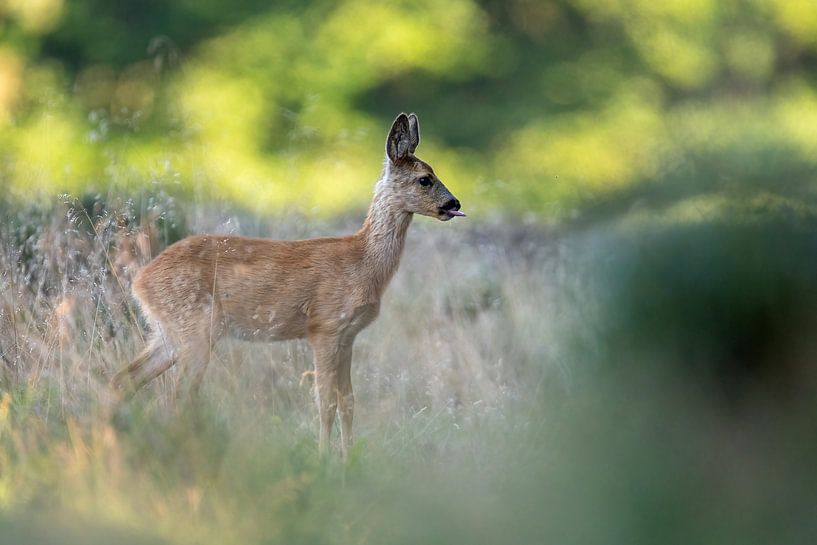 Elegante Ree in Rustige Natuur van Gianni Argese