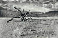 Dood hout in de Namib woestijn Namibië 2 van Jan van Reij thumbnail