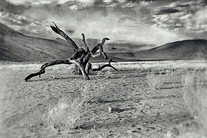 Dood hout in de Namib woestijn Namibië 2 van Jan van Reij