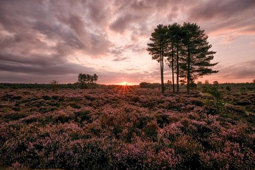Zonsopkomst bij bloeiende heidevelden