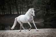 Le cheval blanc en action par Lotte van Alderen Aperçu