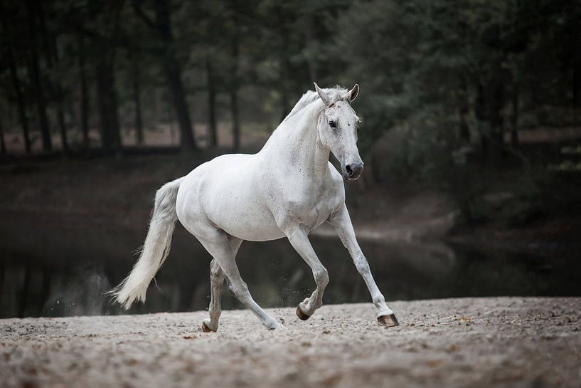 Le cheval blanc en action par Lotte van Alderen