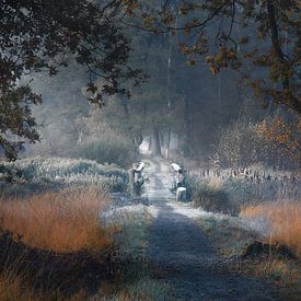 Frost auf der Brücke im Herbst von Rob Visser