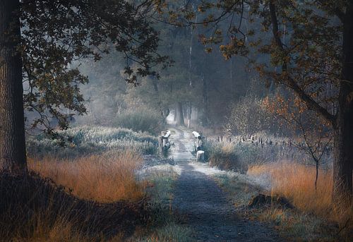 Rijp op de brug in de herfst van Rob Visser