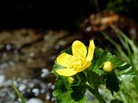 Gele bloem bij het water